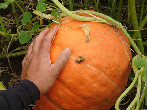 おばけカボチャ 中玉、小玉セット　ハロウィンに