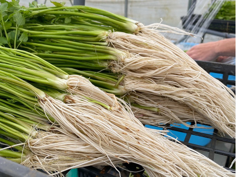 根っこが主役！湯沢市産『三関せり』家庭用1kg 年末年始予約専用！
