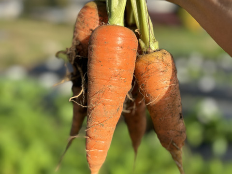 自然栽培 丹沢山麓の固定種・在来種野菜Sセット 4品種　農薬・化学肥料・動物性肥料は一切不使用  菌ちゃん農法