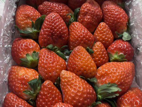 大きさ色々♥華やぐ香り♥　さがほのか 　約７００ｇ🍀