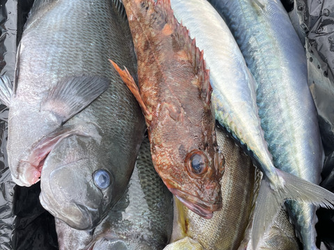 愛知，日間賀島産 《魚セット》大盛り，4人で贅沢コース 4Kg±
~宝の海で採れた鮮魚を発送致します~
鮮魚BOX