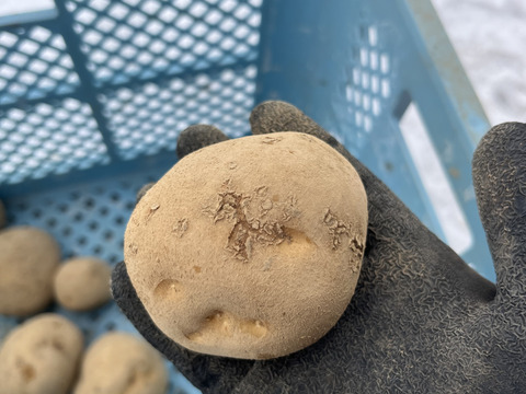 北海道産　じゃがいも(キタカムイ) 10kg B品　サイズ混合
