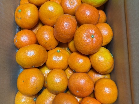 箱込約5㌔　濃厚な酸味と美しい紅色、幻の味わい　紅みかん