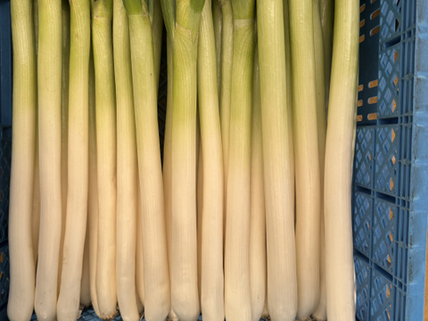 甘い長ネギ 有機肥料栽培　除草剤不使用　群馬県産　10本　Lサイズ(1,6-1,8cm)