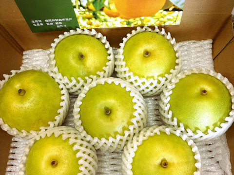 【とにかくシャキシャキ‼️】ゴールド二十世紀梨①✨️二十世紀ゆずりの爽やかな甘みとシャキシャキジューシー💦日持ち良し‼️贈答用約2.2kg(5~7個)✨️8月下旬からの発送