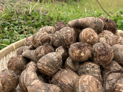 おおふくの里芋ミニサイズ2キロ