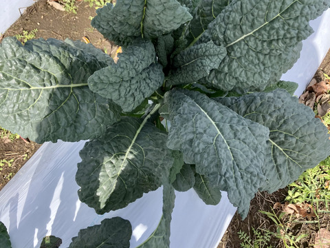 【鹿児島産】甘塩カーボロネロ箱込み200g^_^