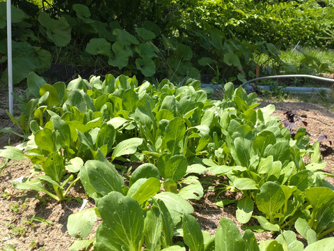 【お買い得☆旬の野菜お試しセット（5〜7品目）☆10月☆11月】採れたて新鮮お野菜！🌿🫛🧅農薬、除草剤、化学肥料等、一切不使用☆ゆうパック🏣60サイズにたっぷりお入れいたします☆