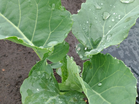 【予約販売】甘みと食感がやみつき！旬のスティックセニョールおうちごはん便！農家直送！那須高原産　１Ｋ