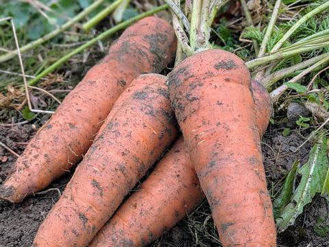 【自然栽培・皮ごと食べて】黒田五寸ニンジン　1.8Kg