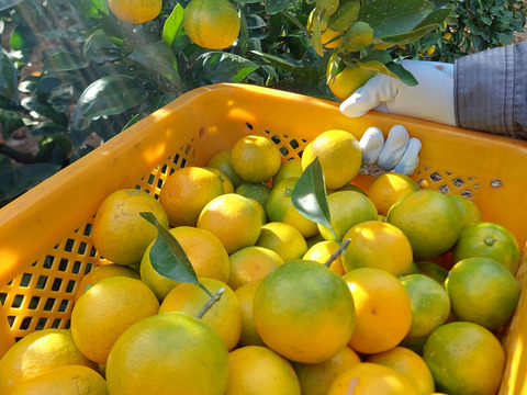 みかん&レモン  セット5kg(箱込)