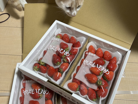 🤩チビッコ やよいひめ🤩小粒『群馬いちご』320g×4トレー