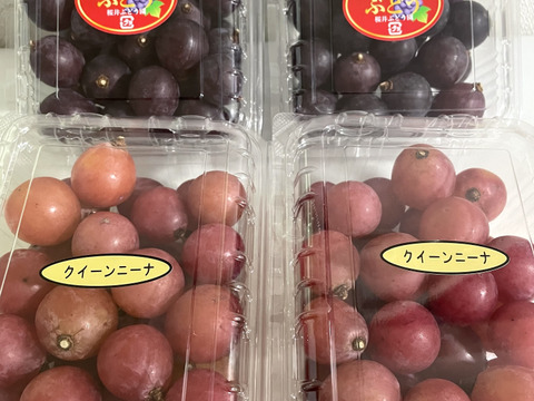 ✨️🍇🌿巨峰の粒ﾊﾟｯｸ④🌿🍇✨️ 【粒状2✕2ﾊﾟｯｸ➃/各450g位】：茨城
