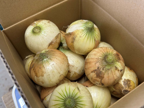 【京都・山城】ねぎの栽培技術を活かした新玉ねぎ『山たまちゃん』♪9.0kg（Mサイズ以上無選別）