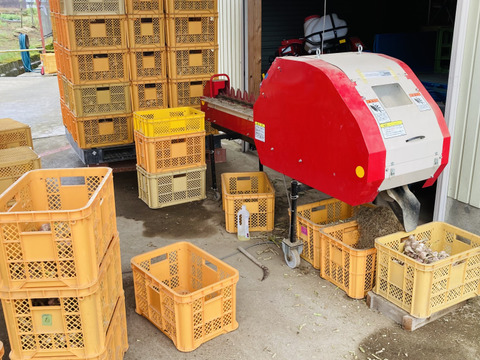 たっぷり1kg 最上伝承野菜　最上赤にんにく