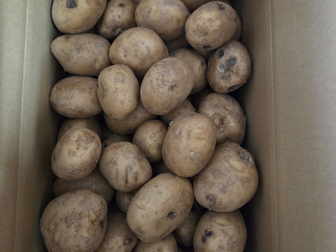 【値下げ】糖度の上がった寝かせじゃがいもスタート！おいしいと定評のある　じゃがいも　ニシユタカ　10ｋｇ　訳あり　2025年春産　訳ありたくさん出てお安めで　洗ってお届け　有機JAS　そのやま農園