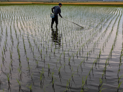 【新米】自然栽培（農薬・有機化学肥料不使用）のお米！ 玄米５kg　令和７年産