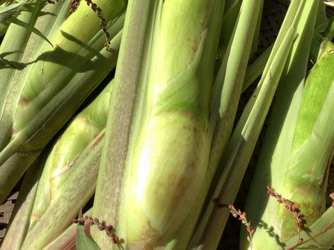 【最終】自然栽培のマコモダケ700g程度（5〜6本）