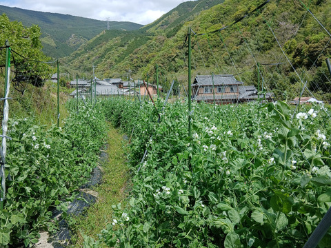 根っこ農園　自然風味お野菜セット