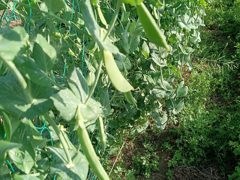 毎日パワーぬか漬けセット🥕🥦🥬かぶつき【数量限定❗❗】ばぁばのモノスゴイ野菜😋🍙子供に食べさせたい野菜❗❗✨✨✨