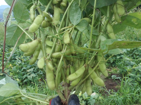 枝豆!!茶豆種限定!!抜群の甘みと香り 1kg