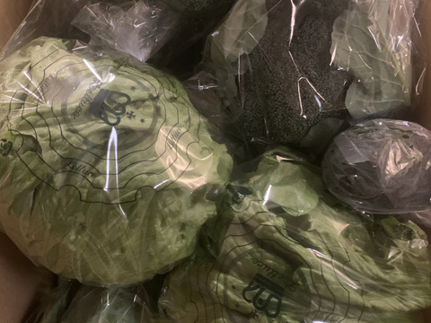 淡路島　ブロッコリー5株