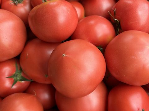 すずなり採れたてトマト‼︎