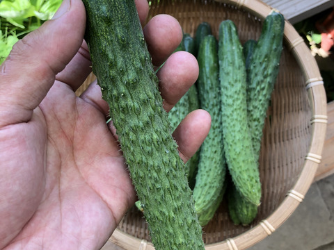 昔ながらのいぼいぼキュウリ
