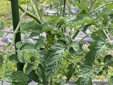 旬べじ詰め合わせ（少量希望の方におすすめです）