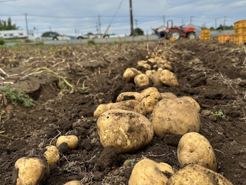 ⚠️もも様限定⚠️『キタアカリ』『とうや』合計10kg❗️各種約5kgずつ入っています