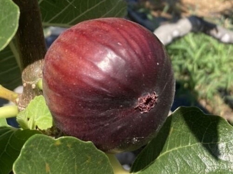 いちじく　２種セット　ドーフィン＆いちじくバナーネ　予約販売　順次配送