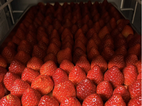 急速冷凍いちごさん1kg