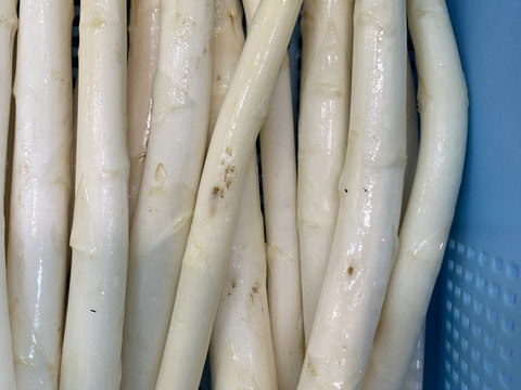 訳あり！北海道産ホワイトアスパラ1kg
