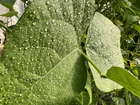【食味佳良】風味と甘味　熊本県産　インゲン　５００g