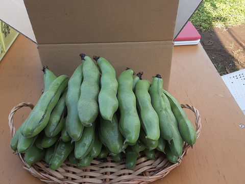 大粒で甘味があって美味しい！かまちゃん農園の「一寸そら豆」(1kg)