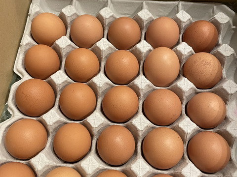 【卵かけご飯専用】★ちょっと小さめ平飼いたまご50個★酵母を与えて育てた若鶏の小さめたまご（元気たまご）