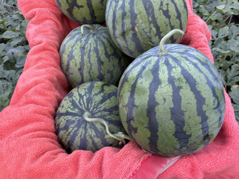 【数量限定】甘くてしっとり金色羅皇8kg前後1個