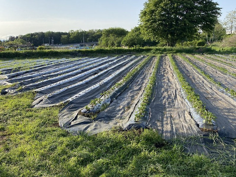 【ねっとりカラフル】東京で作った鮮やかな紫色！ポリフェノール豊富なさつまいも「ふくむらさき」（ご家庭用２㎏）東京エコ100認証