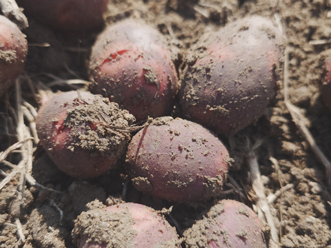 『自然栽培新じゃがいも3種食べ比べ・アンデスレッド・キタアカリ・デストロイヤー別目グランドペチカ』【農薬完全不使用 完全無肥料栽培 】！淡路島産〙80サイズ！！【5キロ】自然農法