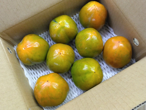 山梨県」甲州百目（干し柿用渋柿）2kg（6～8個）：山梨県産の甲州百