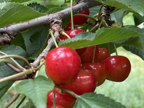 新商品！【予約販売】さくらんぼバラエティパック200g×10（2kg）　７月上旬～７月中旬発送