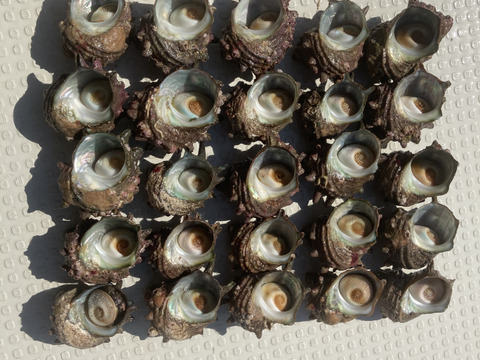 天然クロアワビ ＋ サザエ〈小サイズ1㎏〉セット ニナ貝のおまけ付