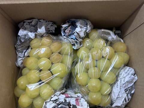 【⚠️助けて下さい⚠️】【家庭用】日焼けしたけど味は変わらず！お得にシャインマスカット（1.2kg、2〜3房入り）