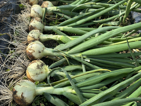 【自然栽培】シャキッ！トロッ！新玉ねぎ5kg