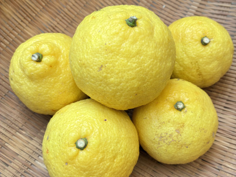 スッキリ甘い！はるか【ご家庭用4kg・約20個】