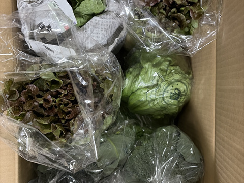 淡路島　野菜セット