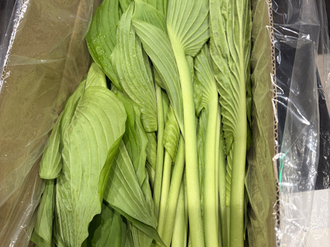 今が旬★山菜！秋田県鹿角市産の山うるい1kg
