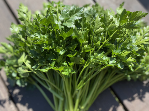 イタリアンパセリ　1キロ　栽培期間農薬不使用