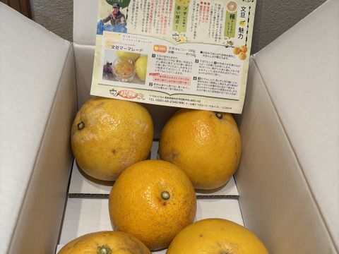 2027年予約【土佐文旦訳あり3kg】日本で一番みかんと暮らしてる私たちにお任せください！