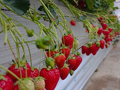 埼玉いちご「べにたま」食べ比べセット270ｇ×2ｐ